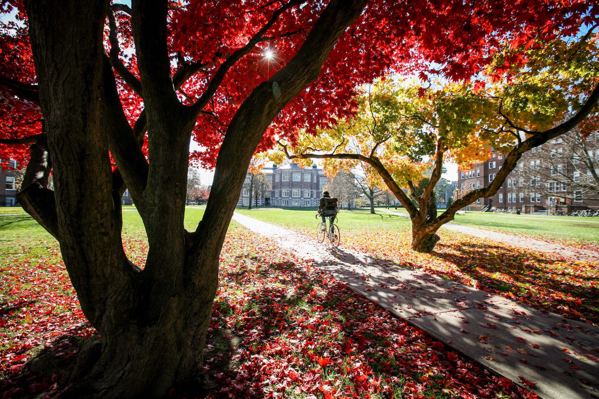 Student riding away on a bicycle on Vassar Campus with Fall foliage