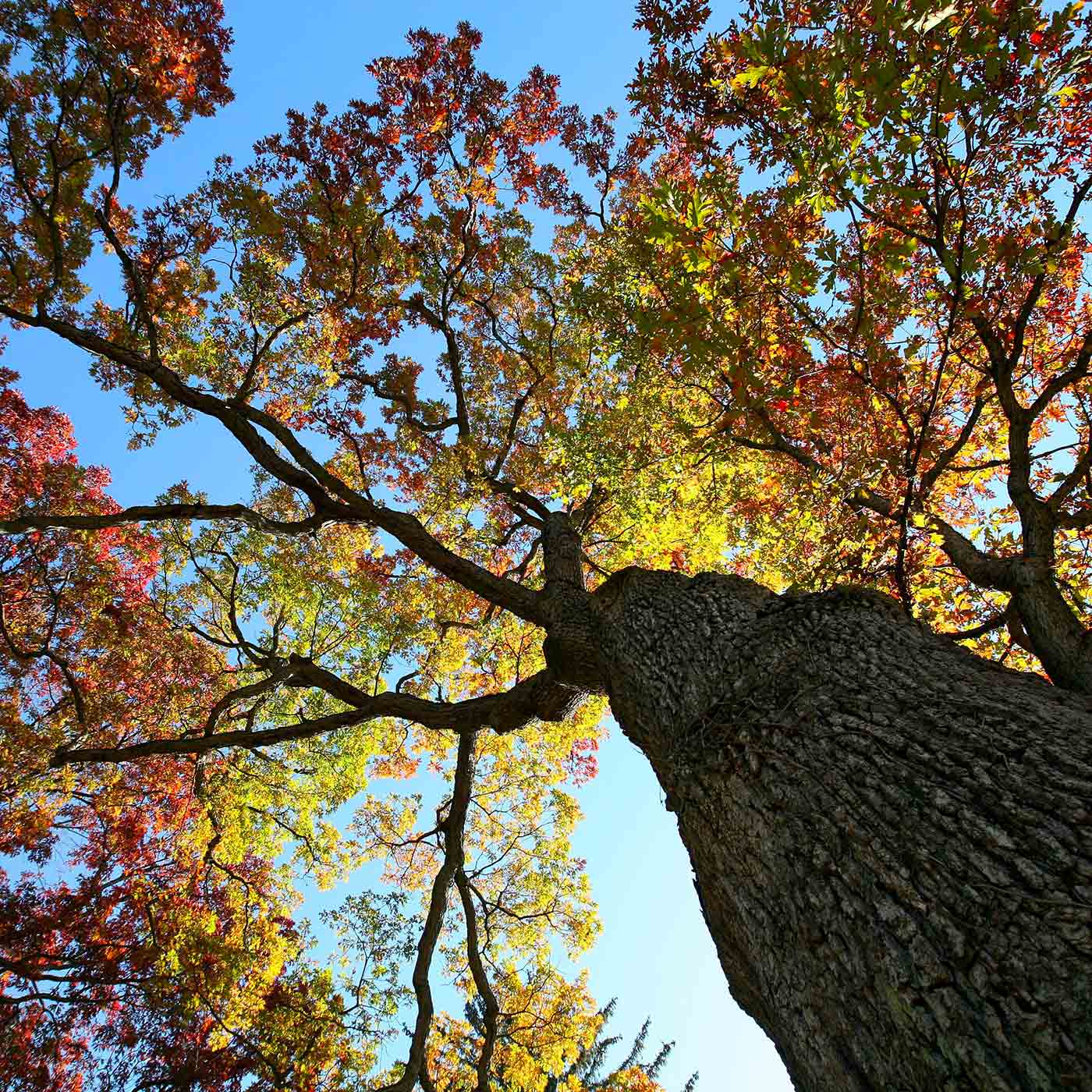 Looking up the trunk of a tree with brightly colored autumn leaves