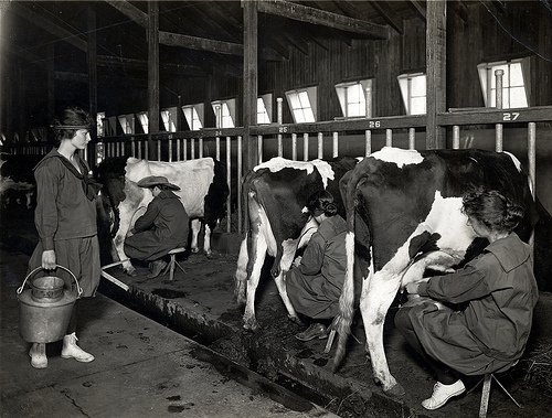 Farmerettes milking