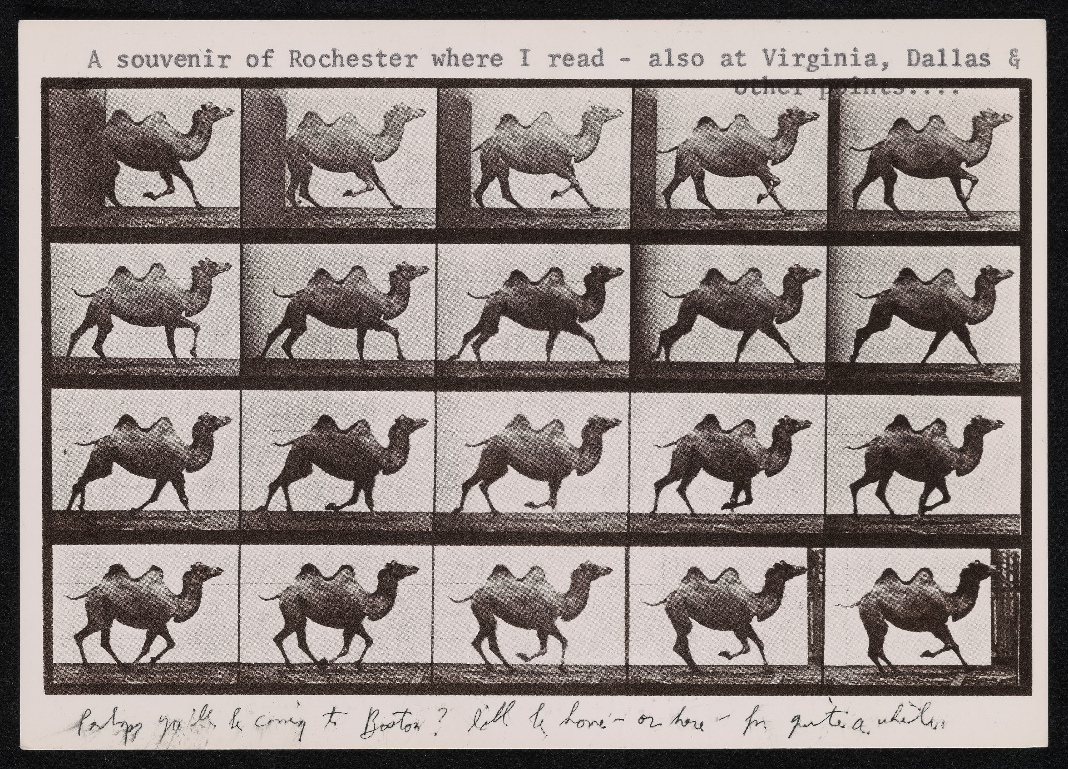 A grid made up of 20 squares that all contain the same image of a camel galloping.