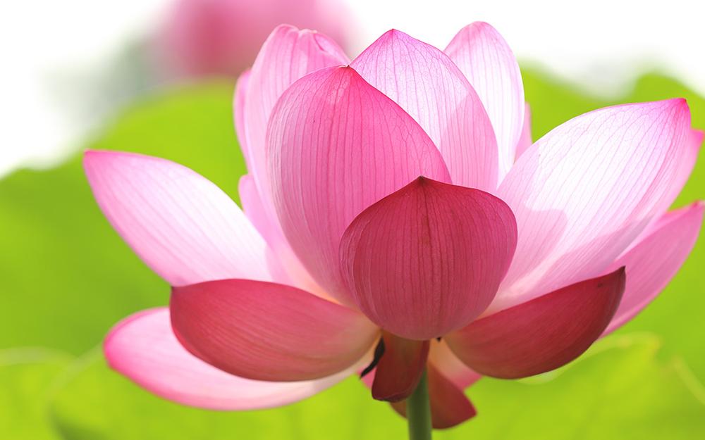 Pink lotus flower with green leaves in background