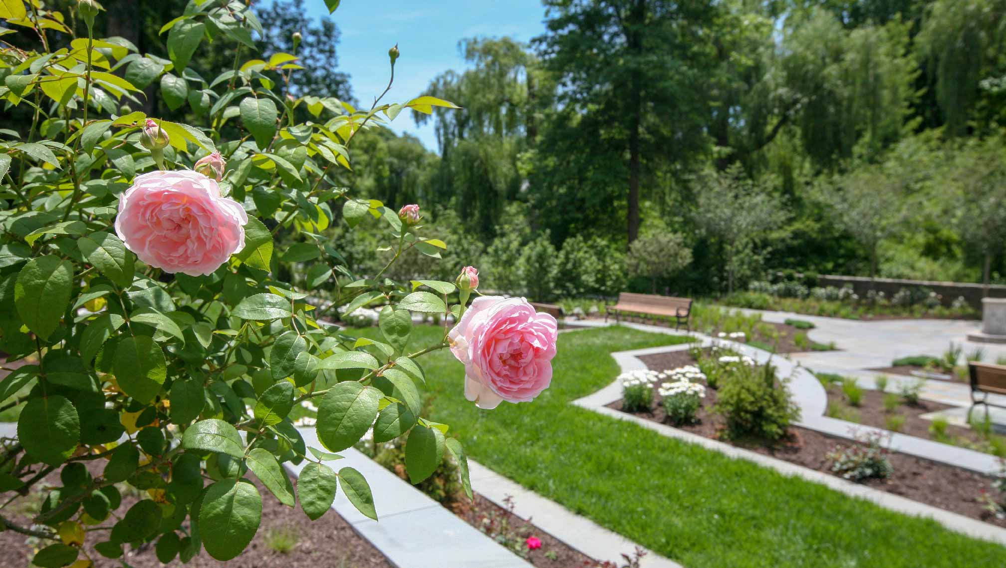 Roses in the Shakespeare Garden