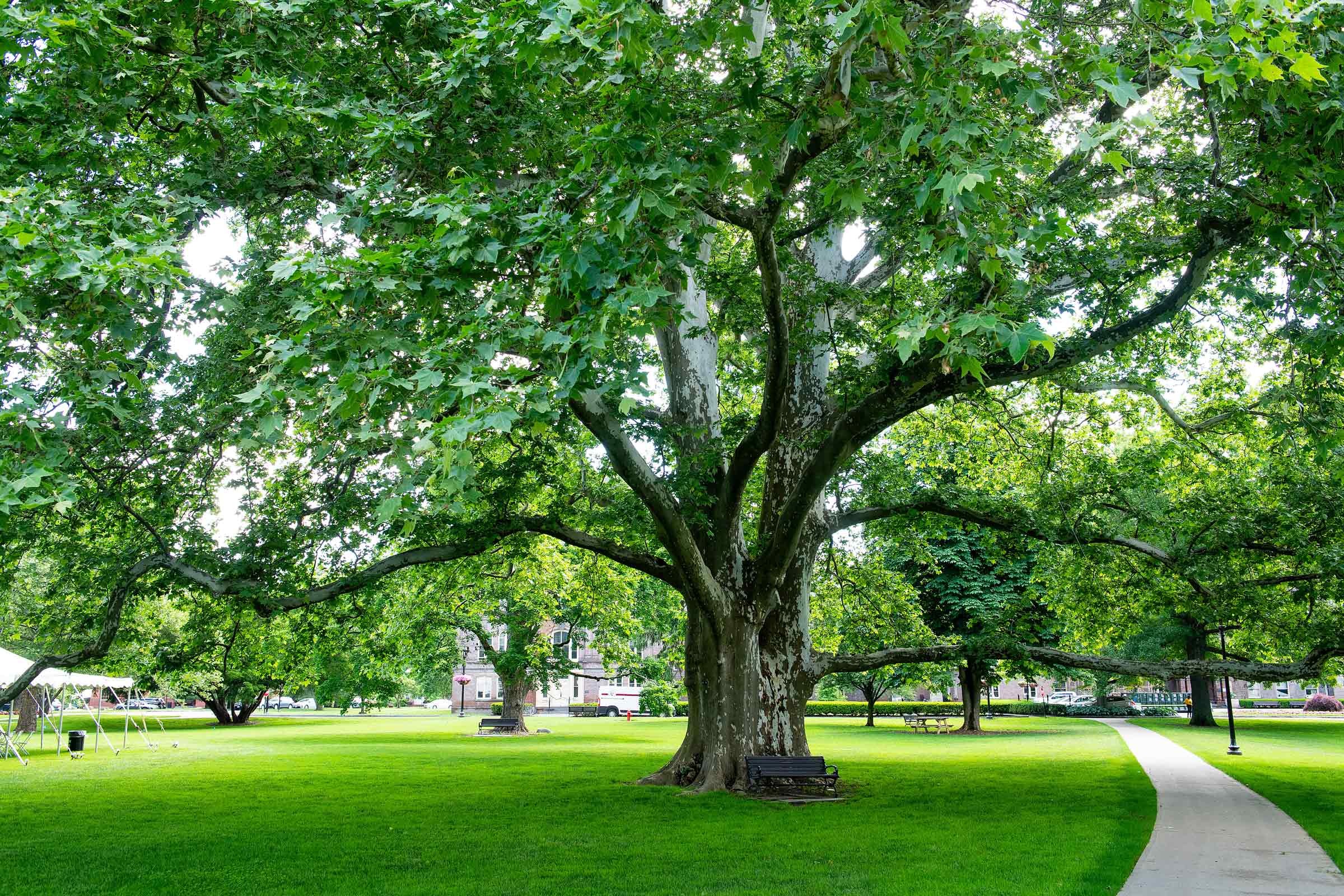 Large Tree Facing in front of Main Building on Vassar Campus