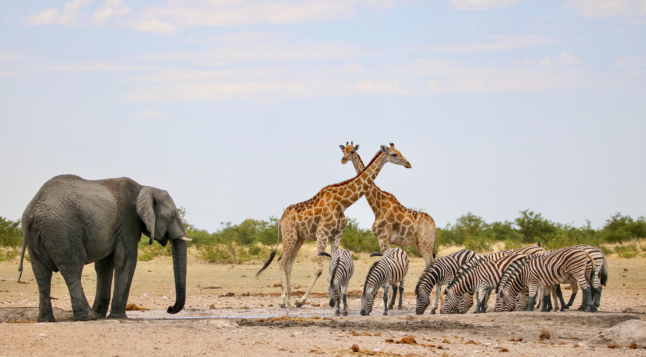 An elephant, two giraffes, and a group of zebras gather around a watering hole on a sandy area surrounded by low scrub bushes.