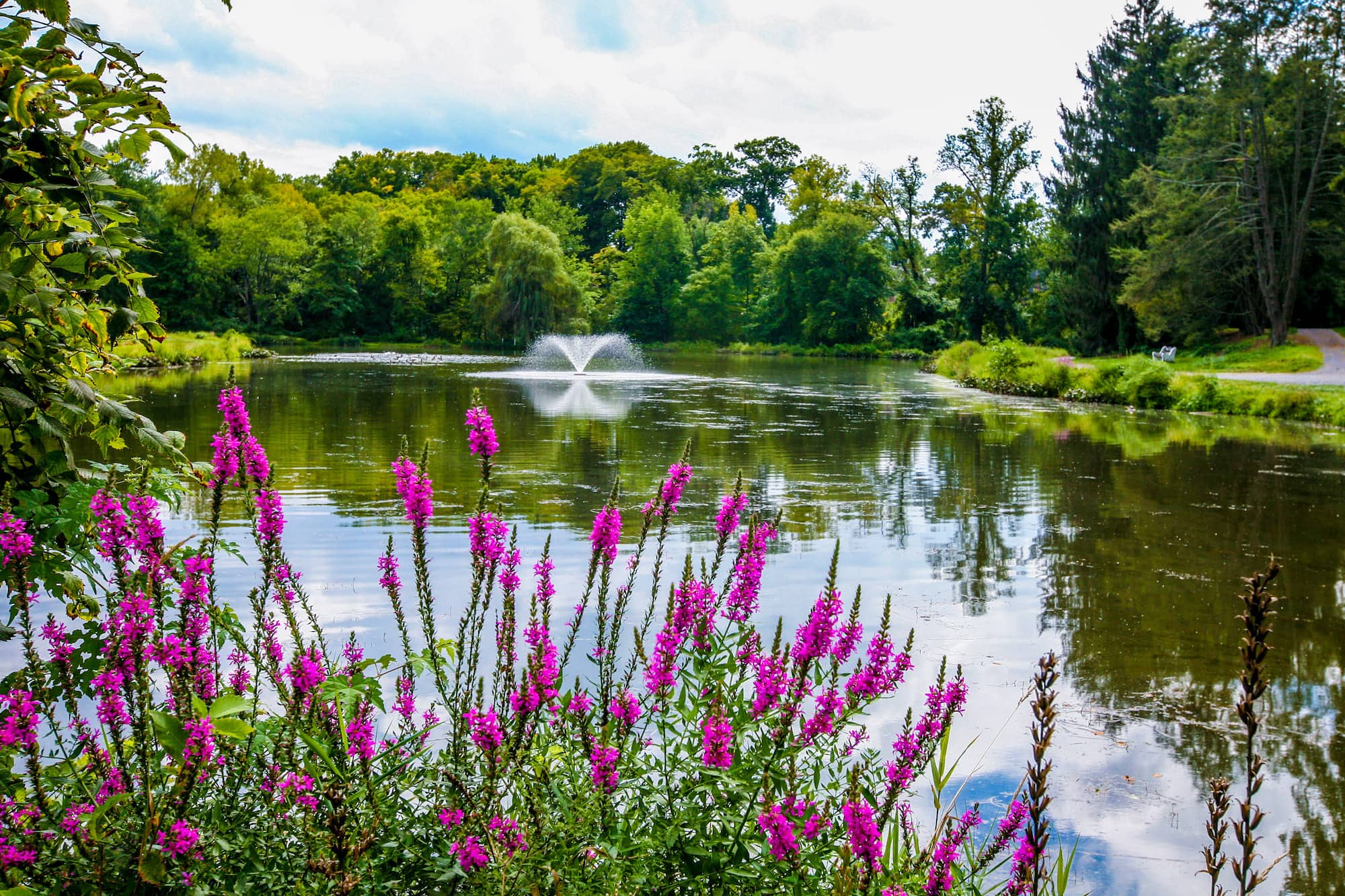 A water feature spouts water in the middle of a lake surrounded by greenery, seen through purple flowers at the edge of the lake.