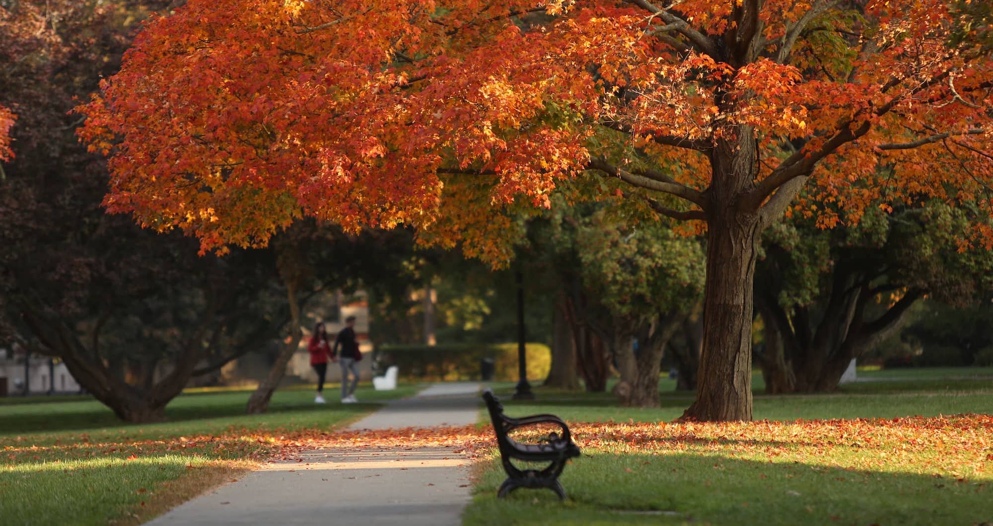 A large tree with orange leaves above a walkway with a bench next to it on the Vassar Campus.