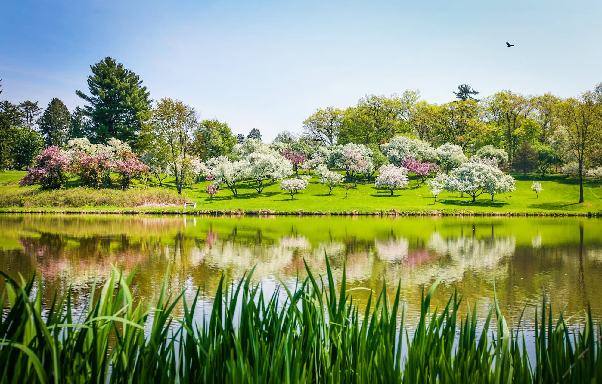 A landscape of various flowering trees of different colors on a hill behind a lake on a clear sunny spring day.