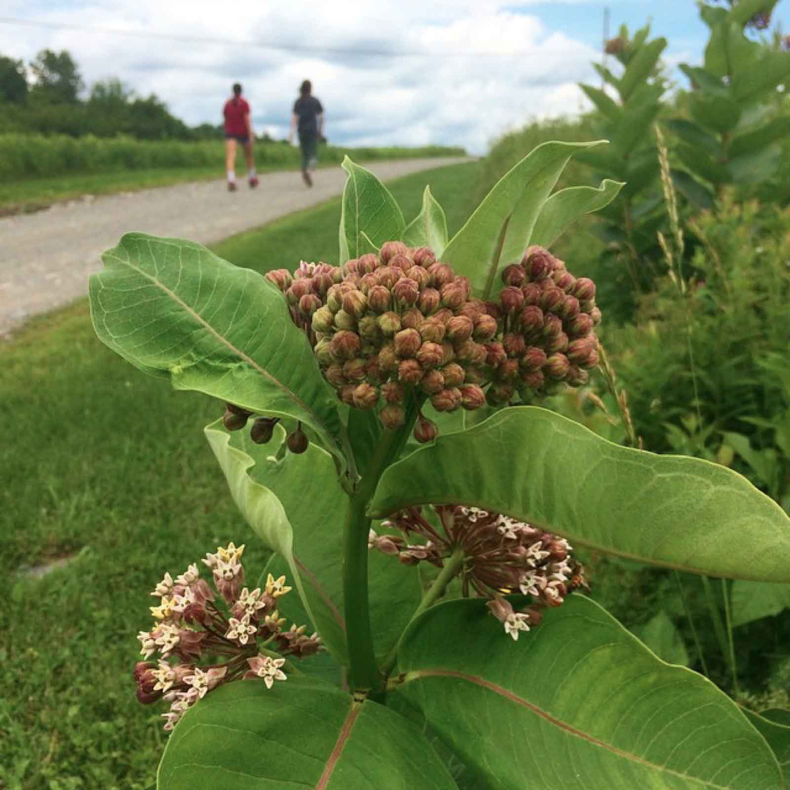 Common Milkweed