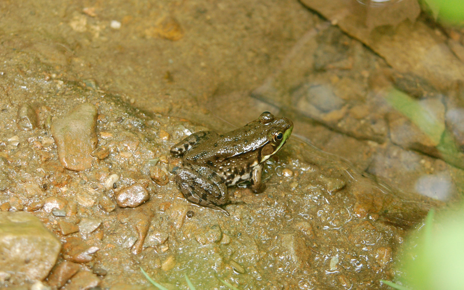 Green frog