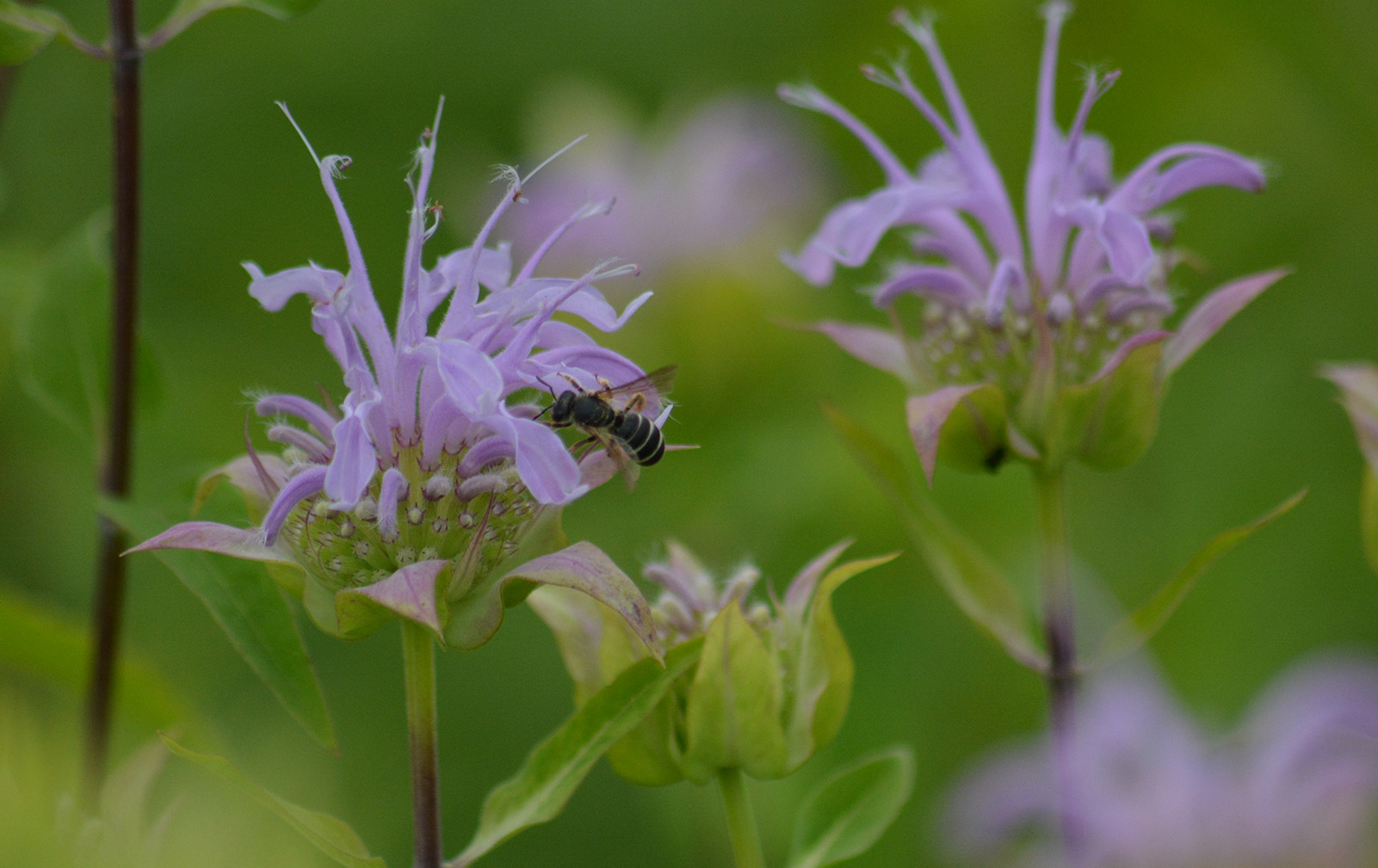 Phenological Calendar flowers and bees