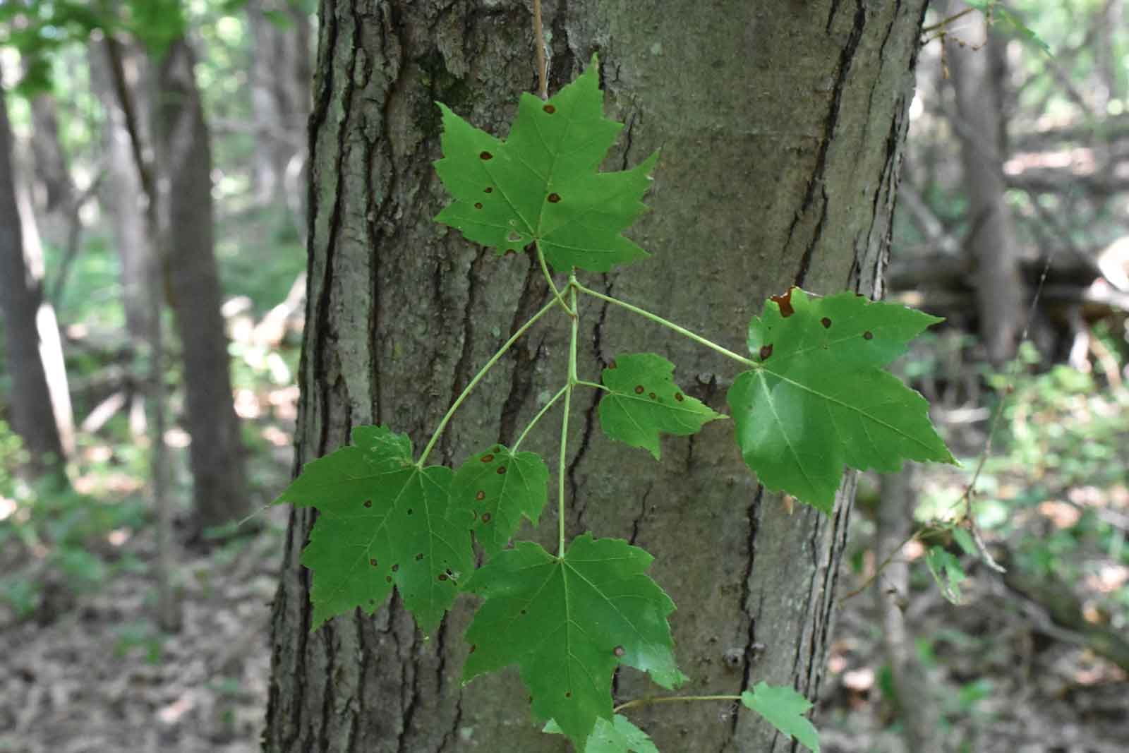 Red Maple