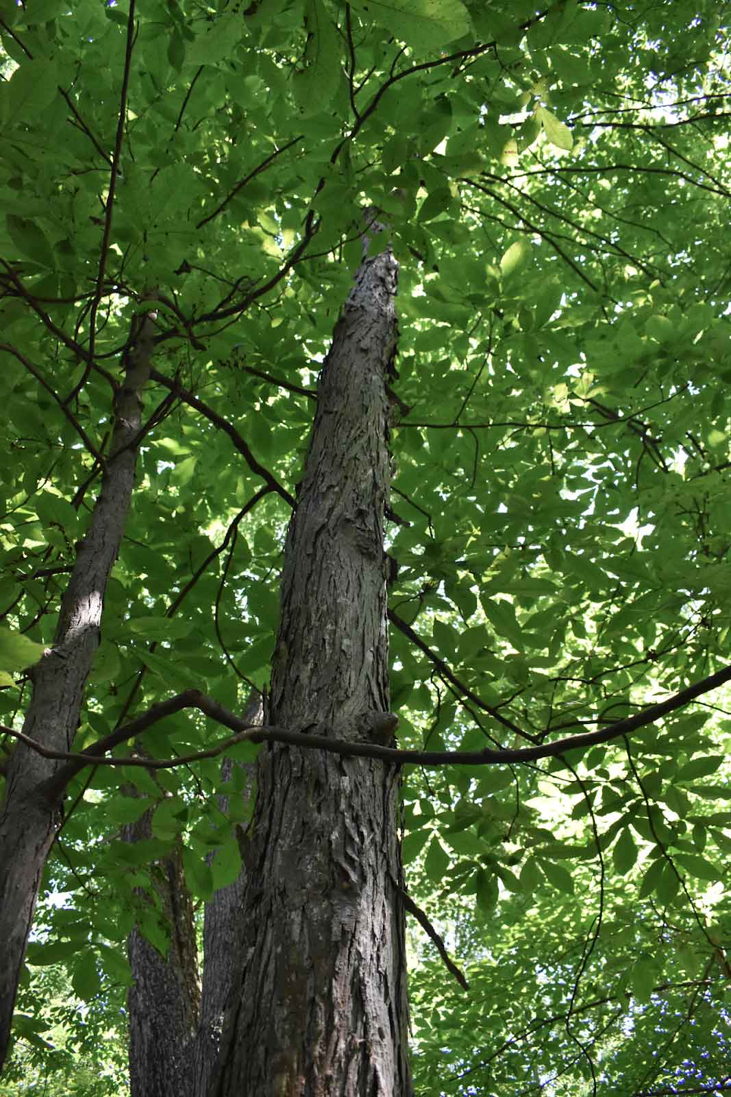 Shagbark hickory