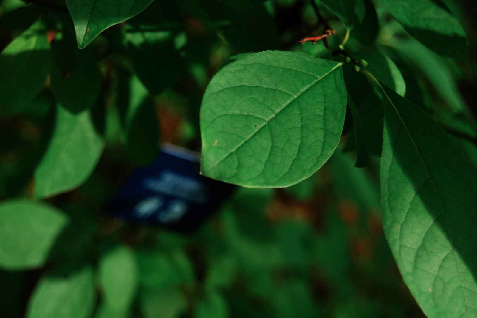 spicebush farm photo