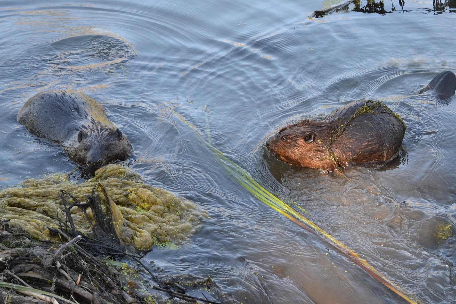 beavers