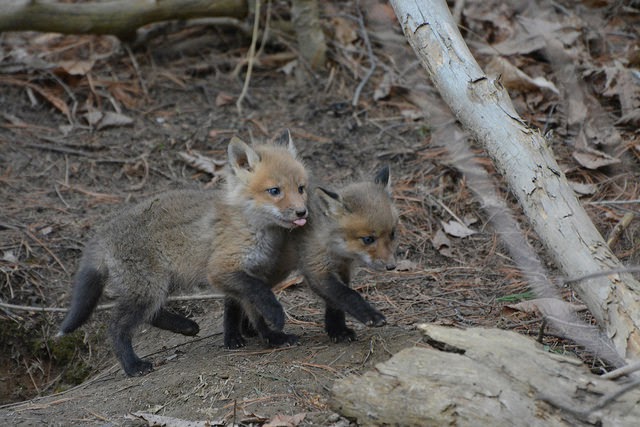 fox cubs