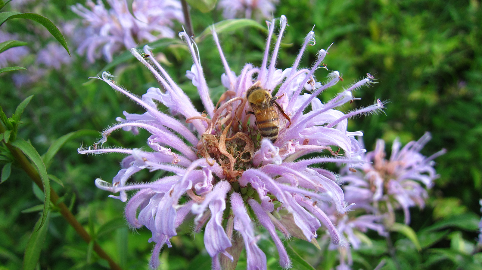 old field management flower