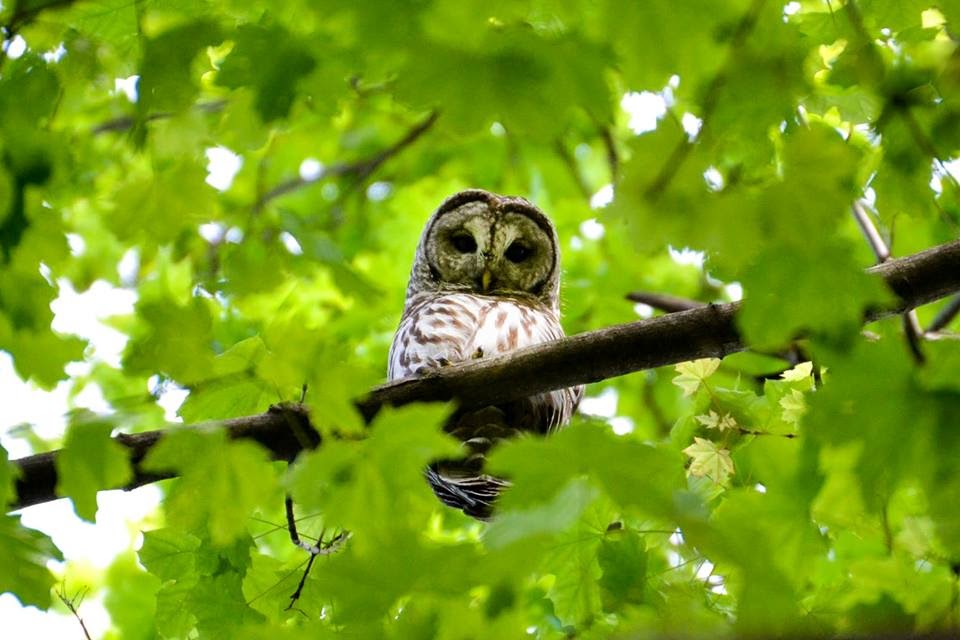 Barred Owl