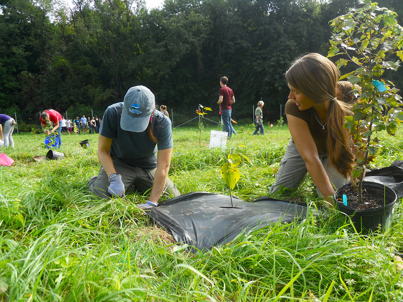 restoration planting