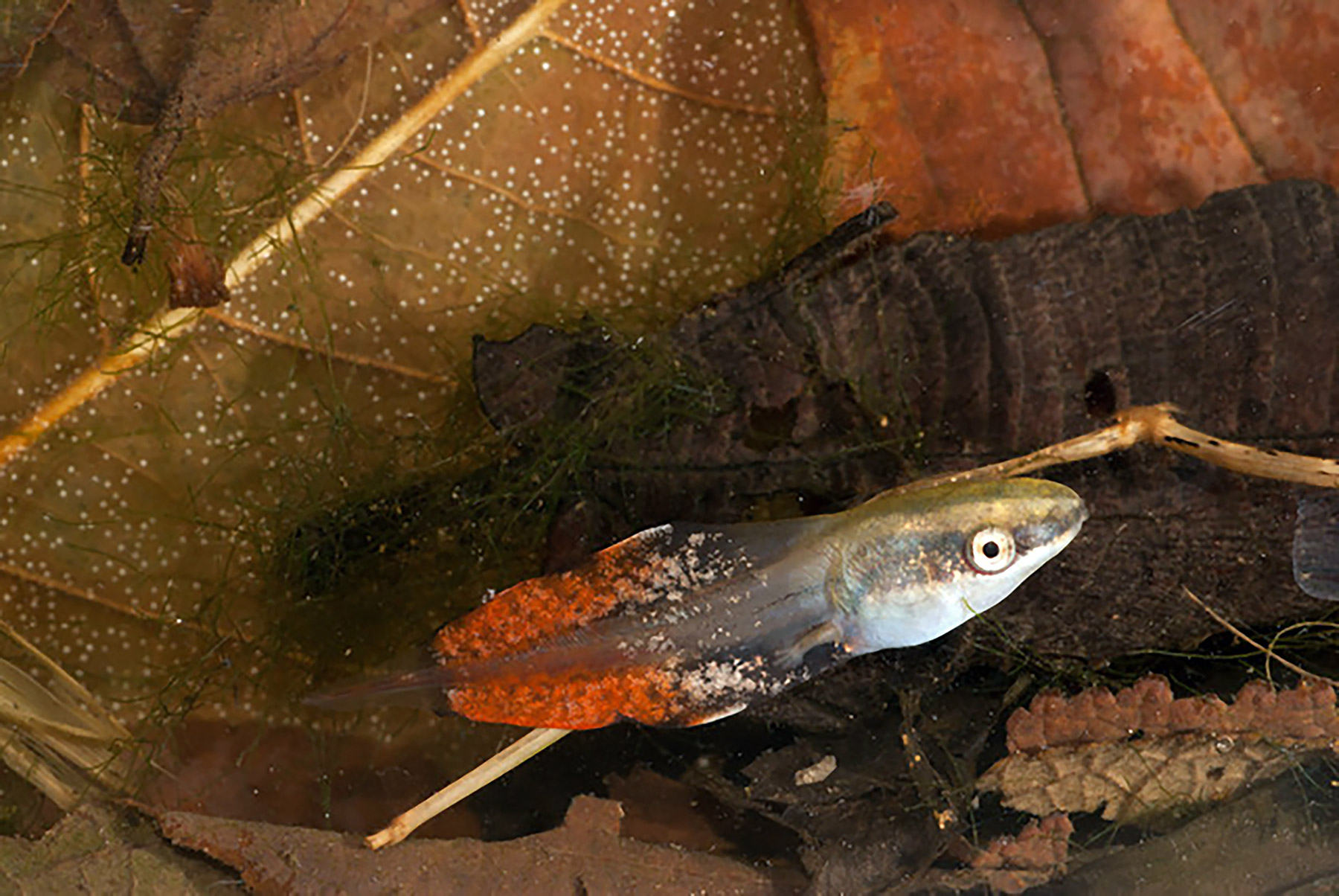 Tadpole with a large, colorful tail