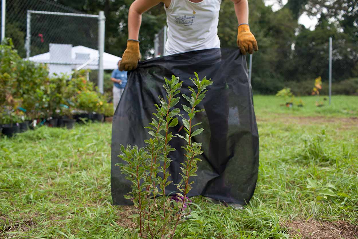 Tree planting at Vassar College farm