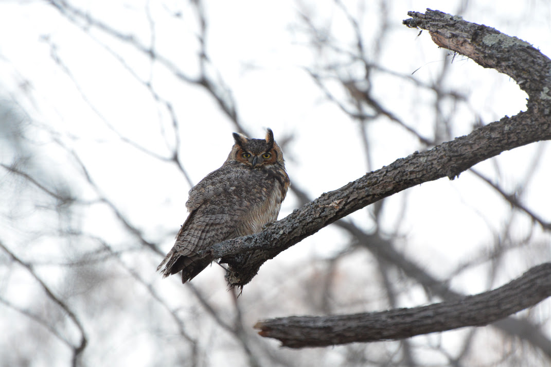 Great Horned Owl farm