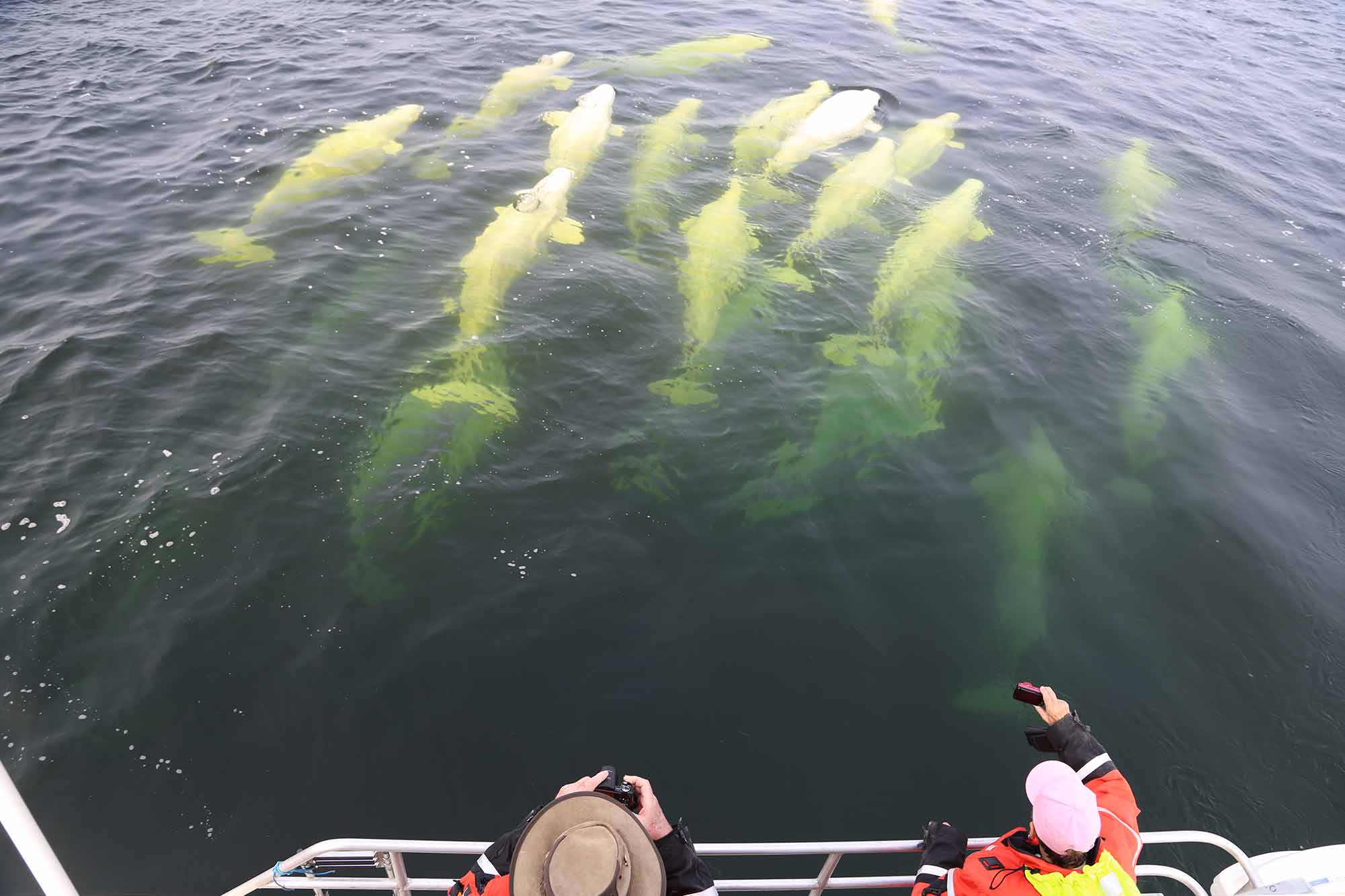 Whale sighting, Alaska 2019<