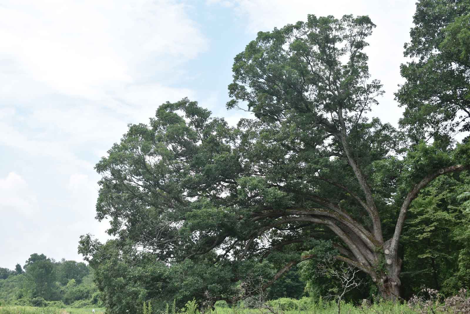 White Oak