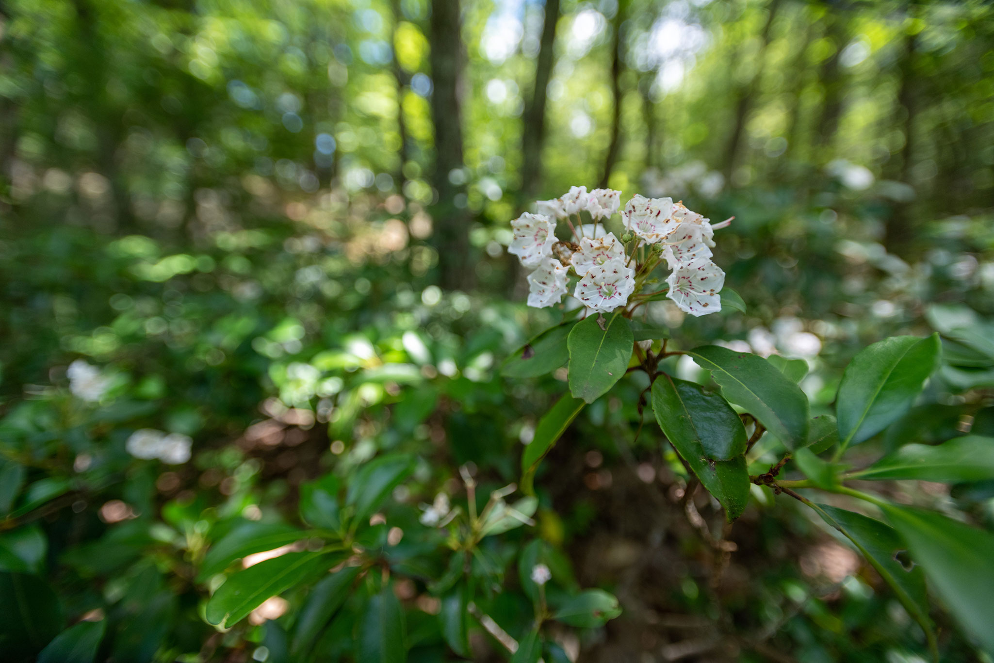 One plant species<em>, Kalmia latifolia</em>, or mountain laurel, growing at the Preserve