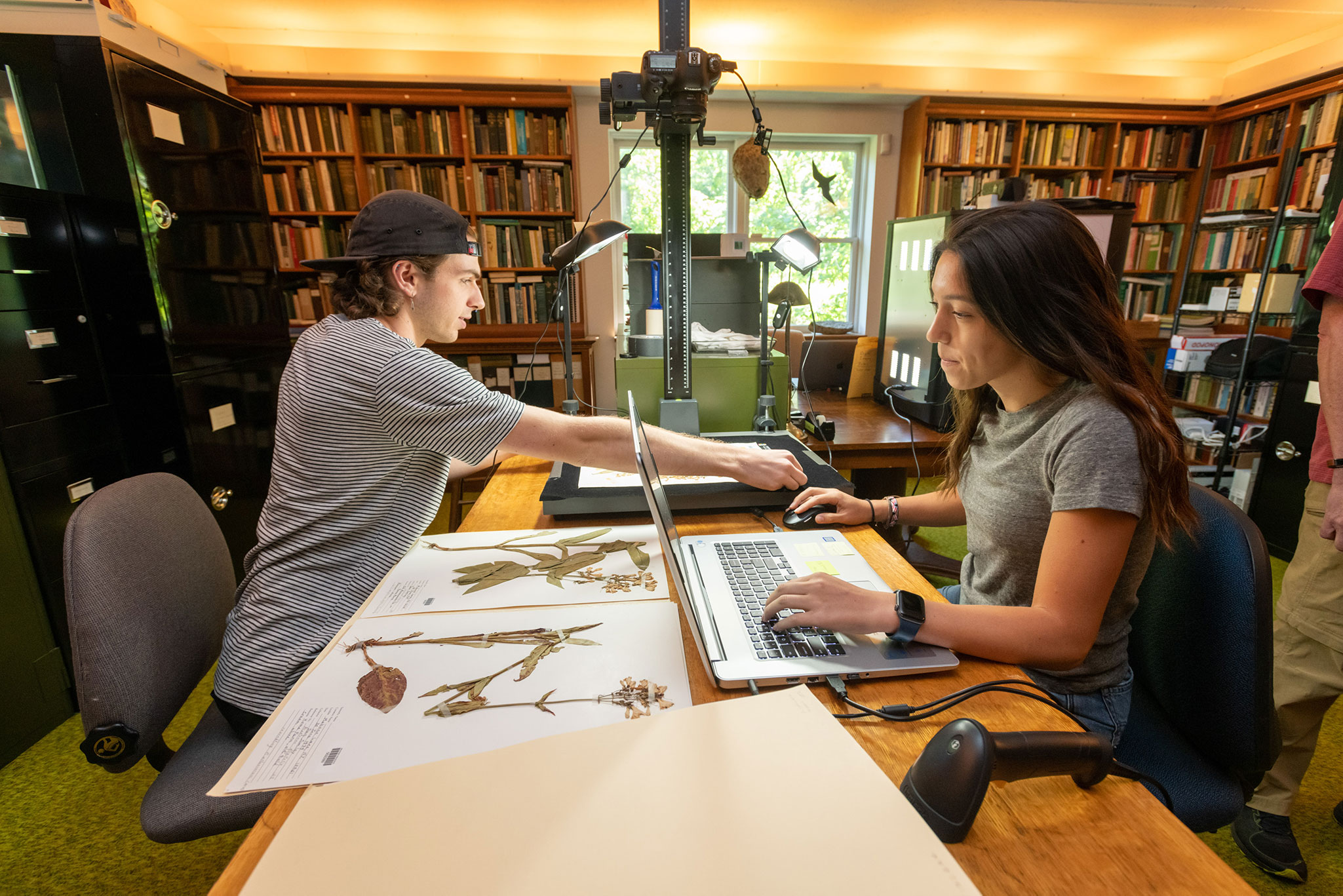 Garrett Goodrich ’22 (left) and Alison Carranza ’23 prepare plant specimens catalogued by naturalists at Mohonk Mountain Preserve for digitization, enabling scientists anywhere in the world to study them.