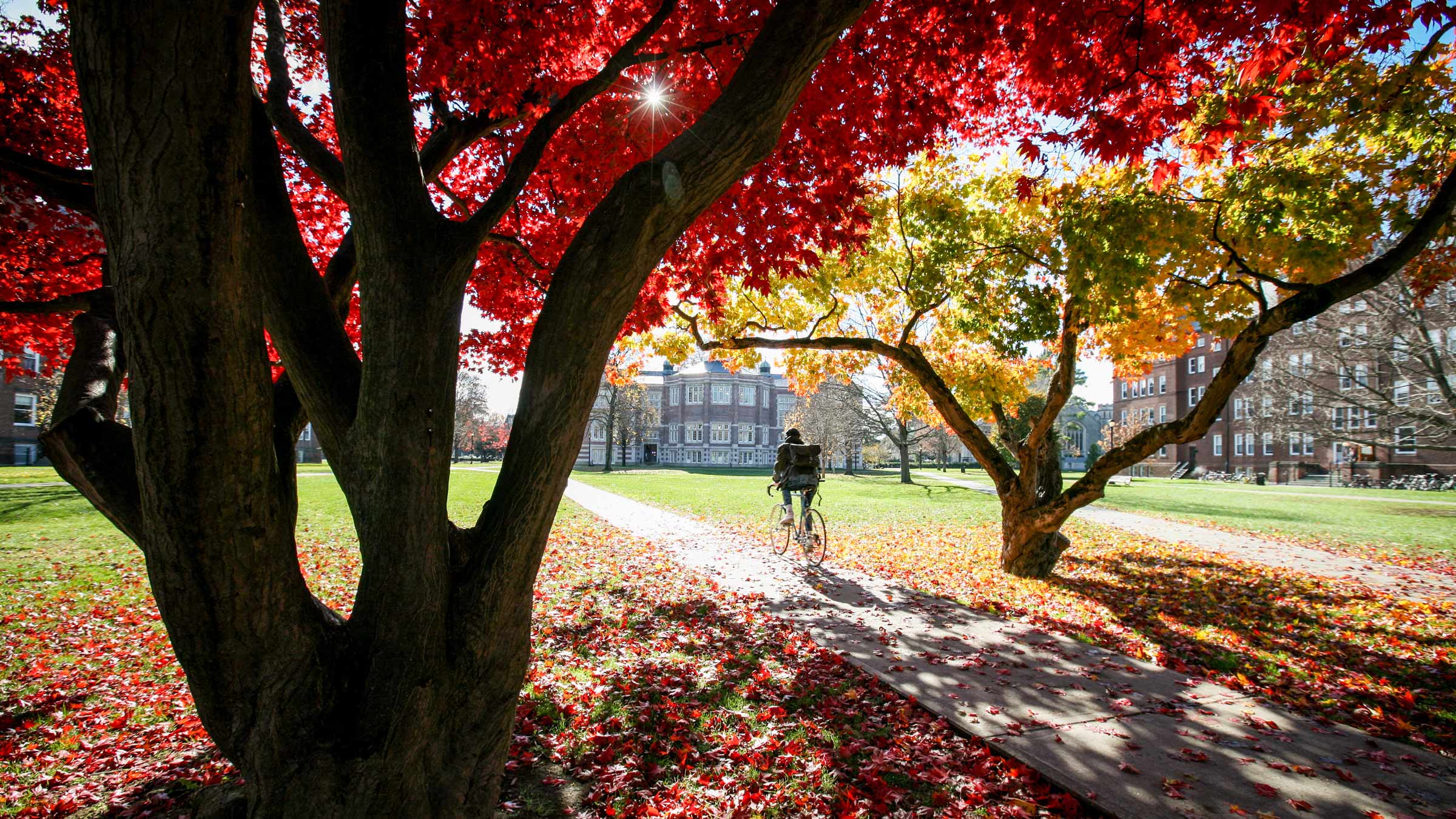 Japanese Maple trees grace the Quad.