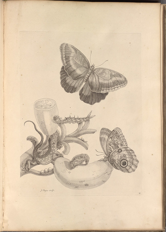 Teucer Owl Butterfly from Maria Sibylla Merian (German, 1647–1717), Metamorphosis insectorum Surinamensium (Amsterdam: The author; sold by Gerard Valck, 1705), Lehigh University, Linderman Library, Special Collections, Bethlehem, Pennsylvania, 595.7 M542m 1705