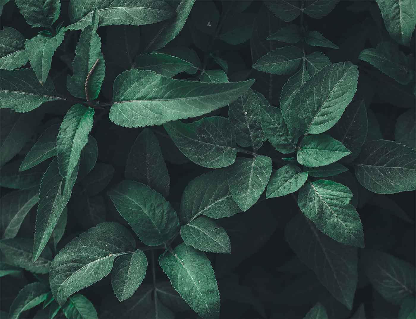A photo of leaves on a bush.