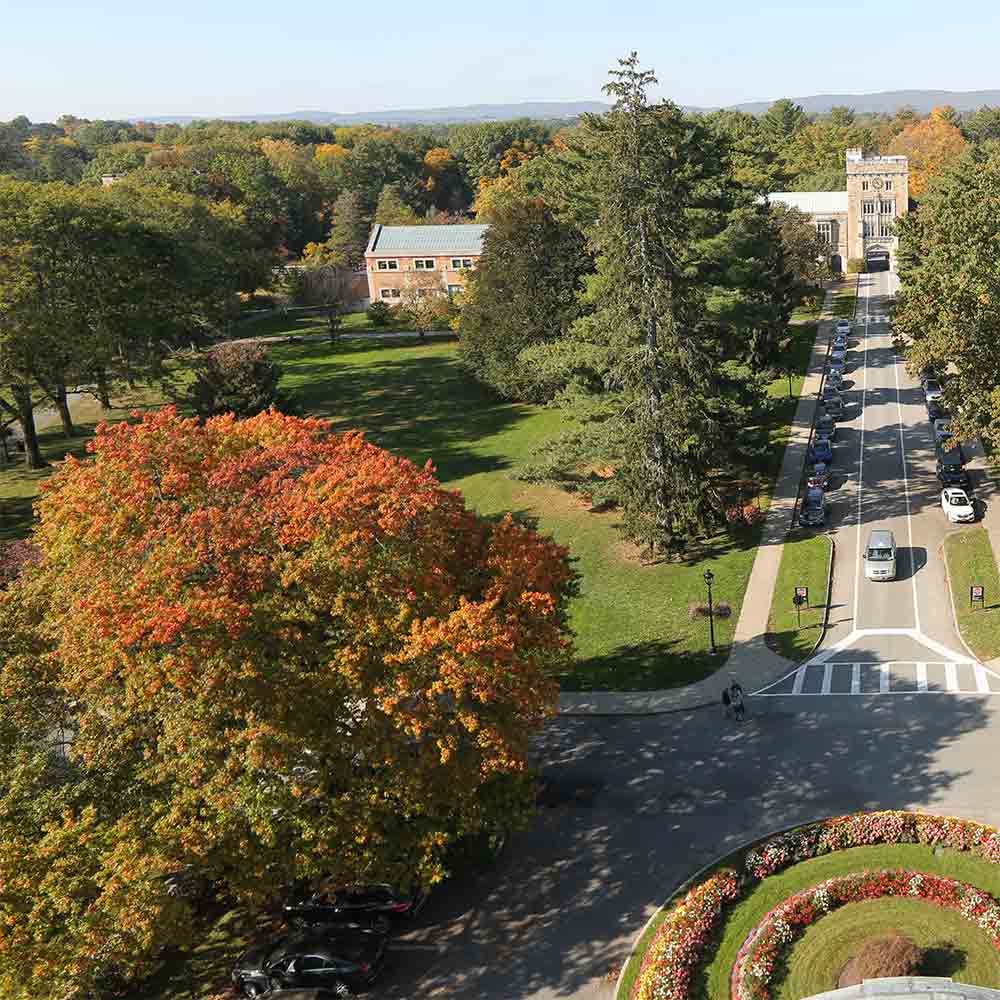 An aerial view of trees on a green lawn.