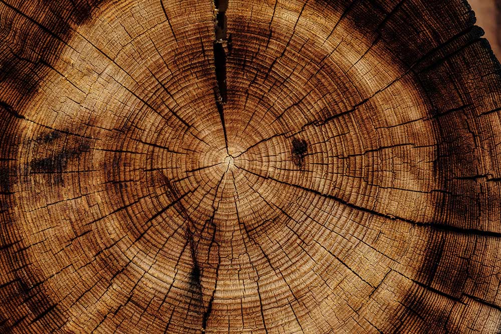 A photo of the cross-section of a tree trunk.