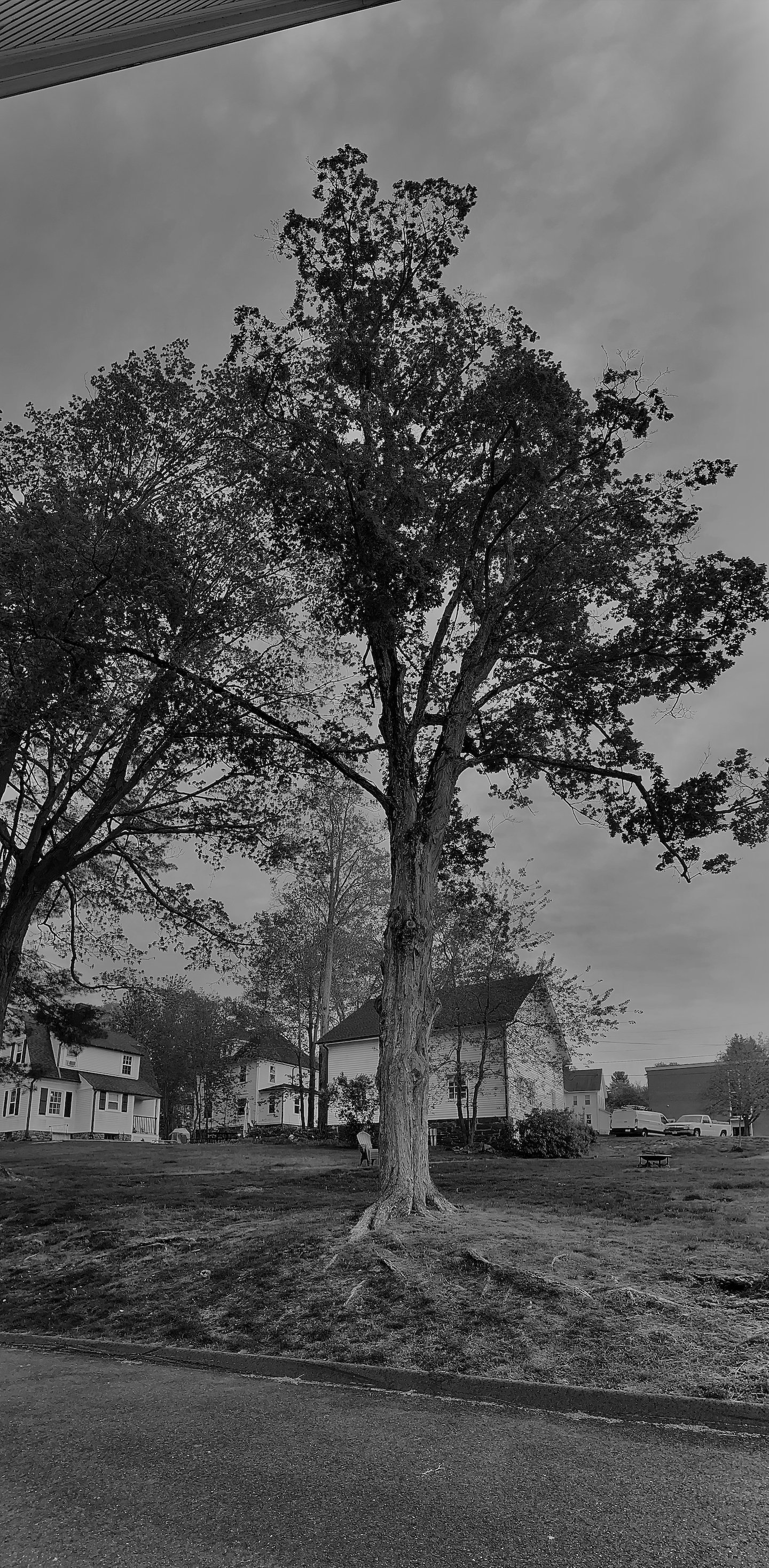 a black-and-white photo of trees and low buildings