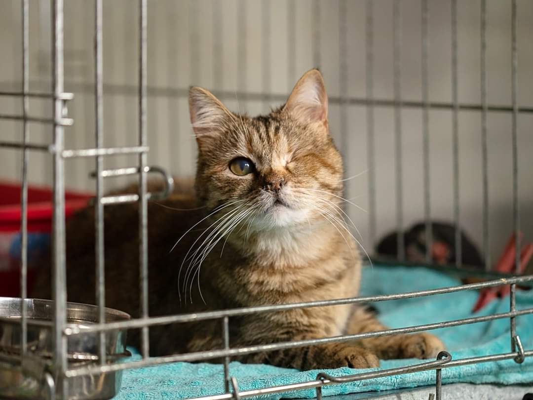 An injured cat receives comfort at a shelter run by Iryna Dobrolubova