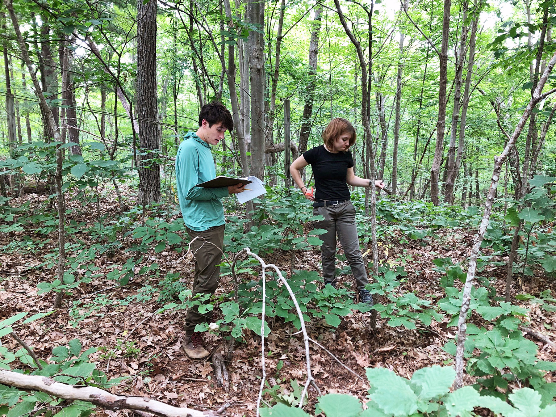 Andrew Blackburn ’24 and project assistant Isabelle Rubbo, a student at SUNY College of Environmental Science, measure saplings at the Rockefeller State Park Preserve.