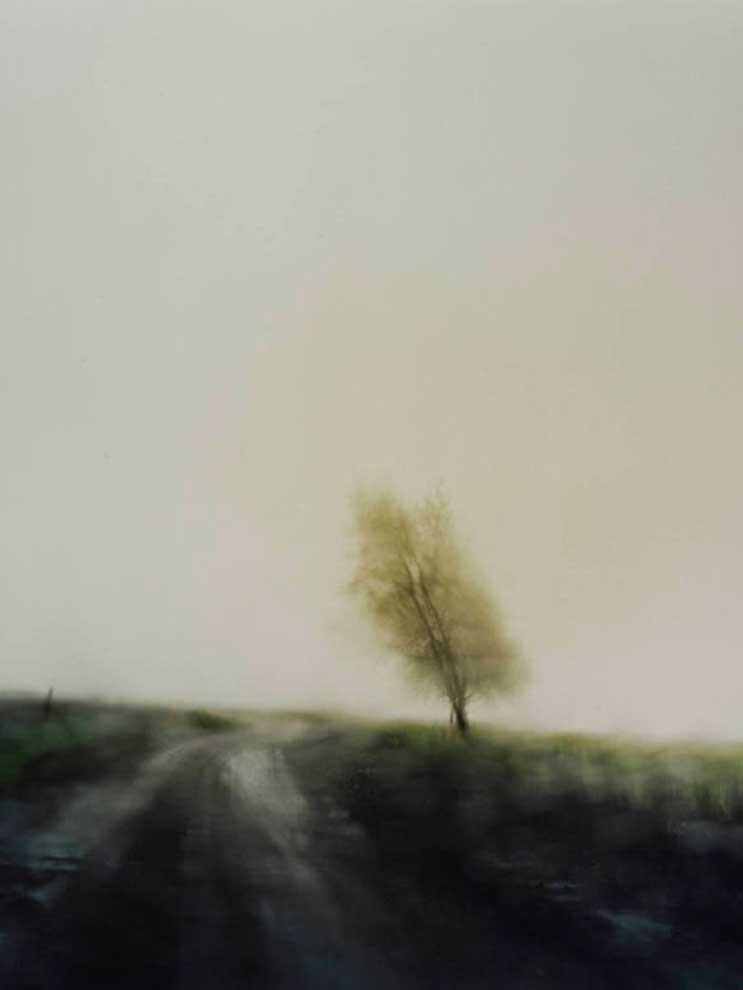 A blurry, slightly faded photo of a tree in the middle of a field with a road running past it
