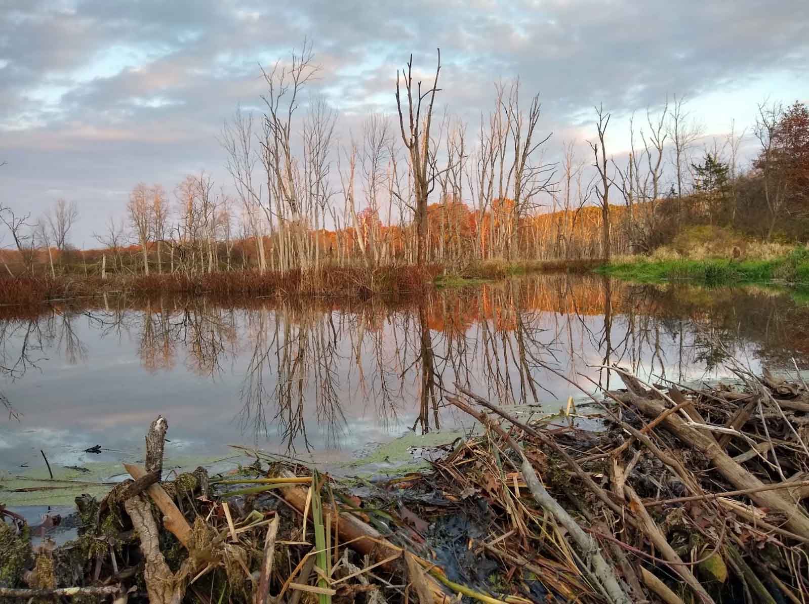 View of a pond and beaver dam on the Vassar Ecological Preserve