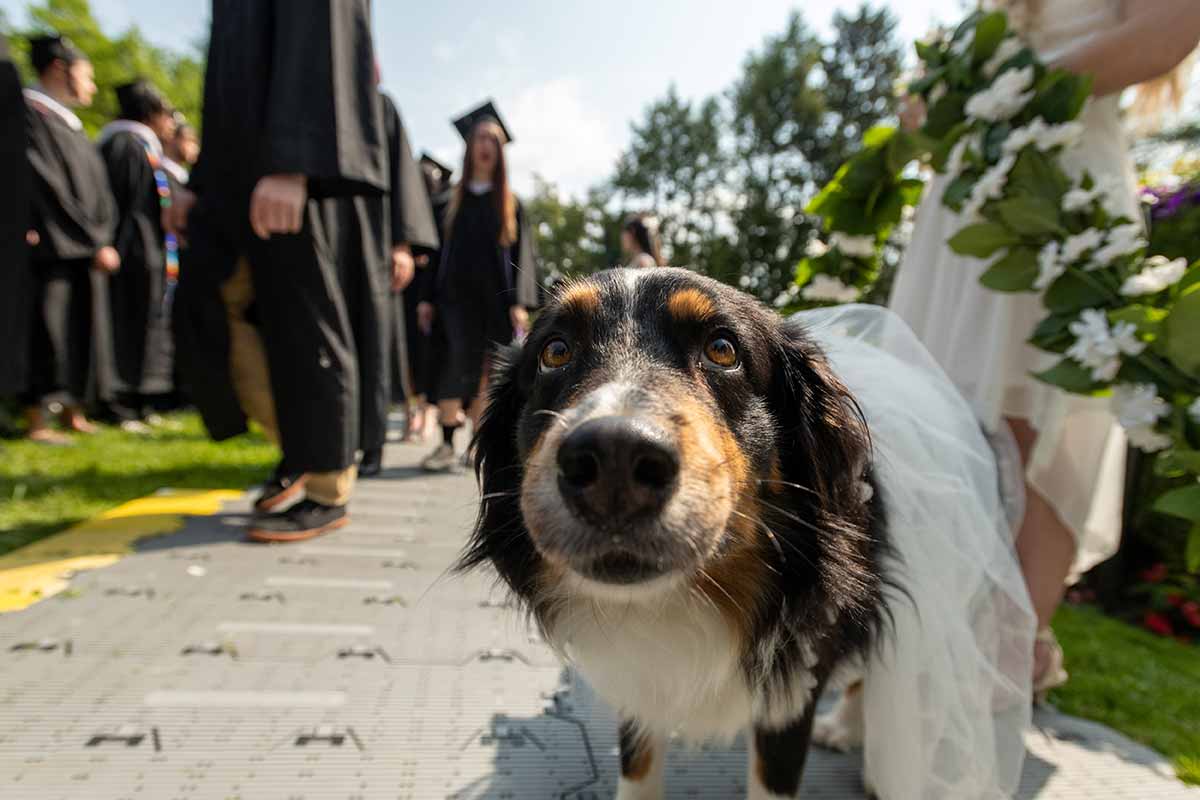 A photo of a small, brown-and-black dog, taken at the dog's level, standing outside, surrounded by people in robes.