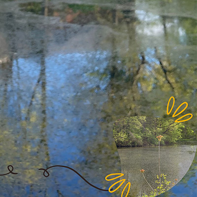 A pond bordered by trees and shrubs that are reflected in the water.