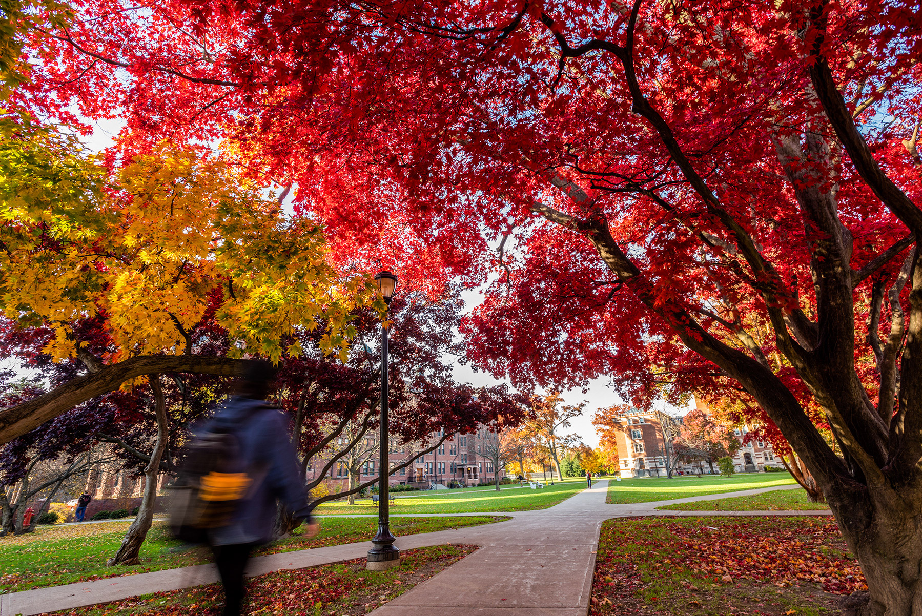 A walkway through the Vassar campus with with fall leaves in reds , browns and yellows.