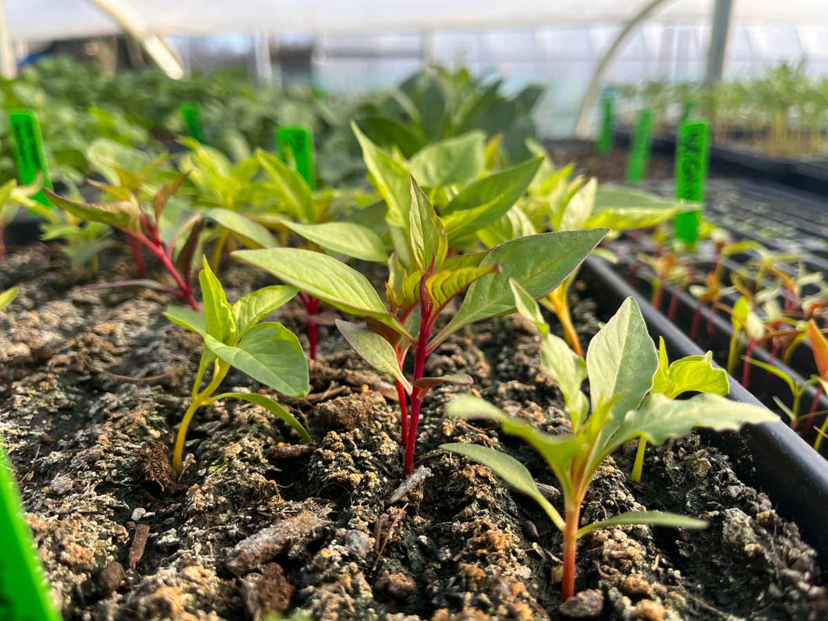 Young Celosia Flowers with red and yellow stems and green leaves.