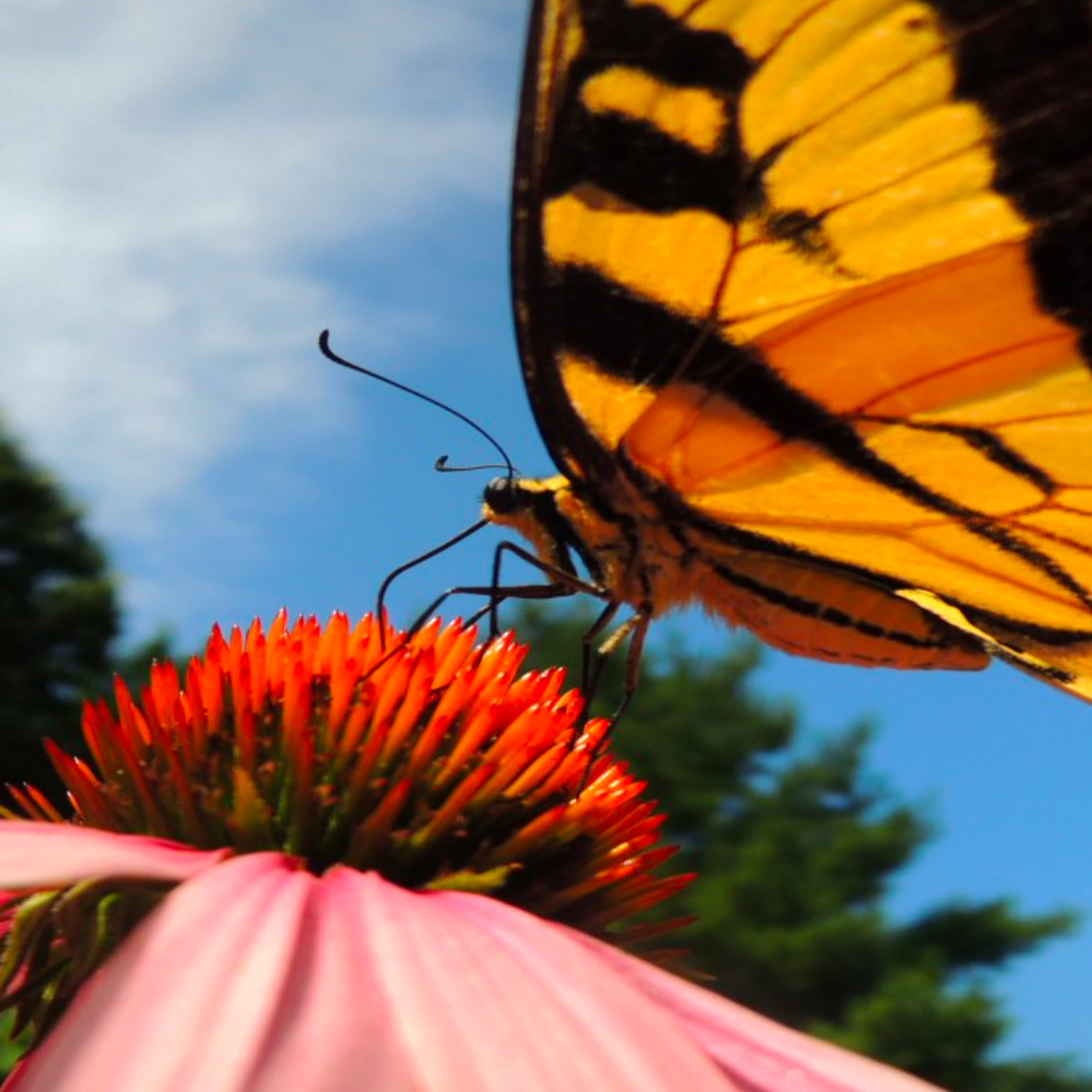 Closeup of a yellow and black butterfly sitting on the bulb of a red flower with the sky in the background.