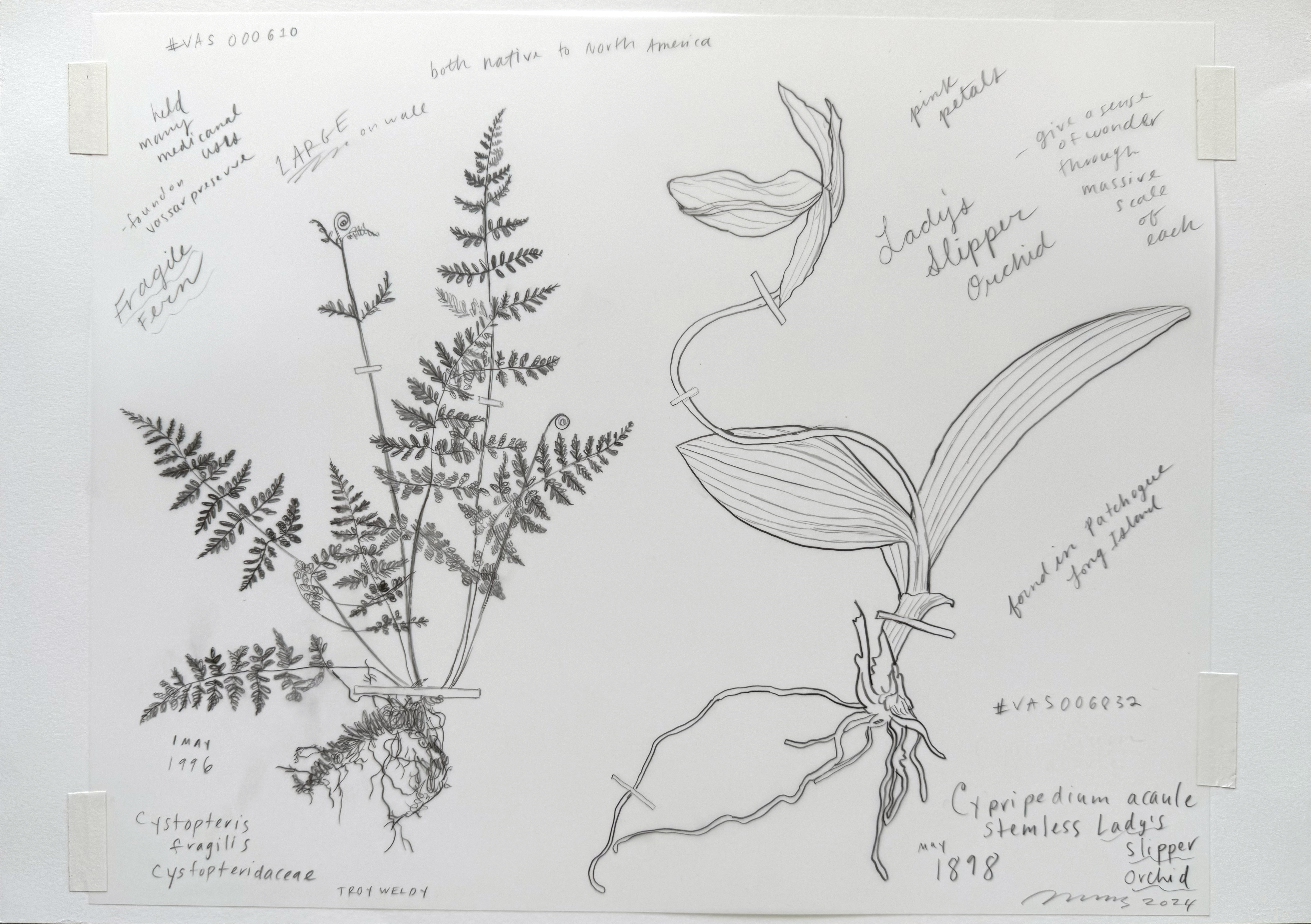 Pencil drawing of two plant specimens with handwritten notes.