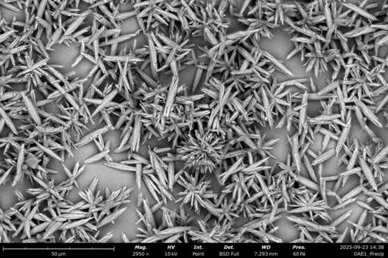 Scanning electron microscope (SEM) image showing dense clusters of elongated, needle-like crystalline structures radiating in starburst formations across the surface. A 50 µm scale bar appears at the bottom.