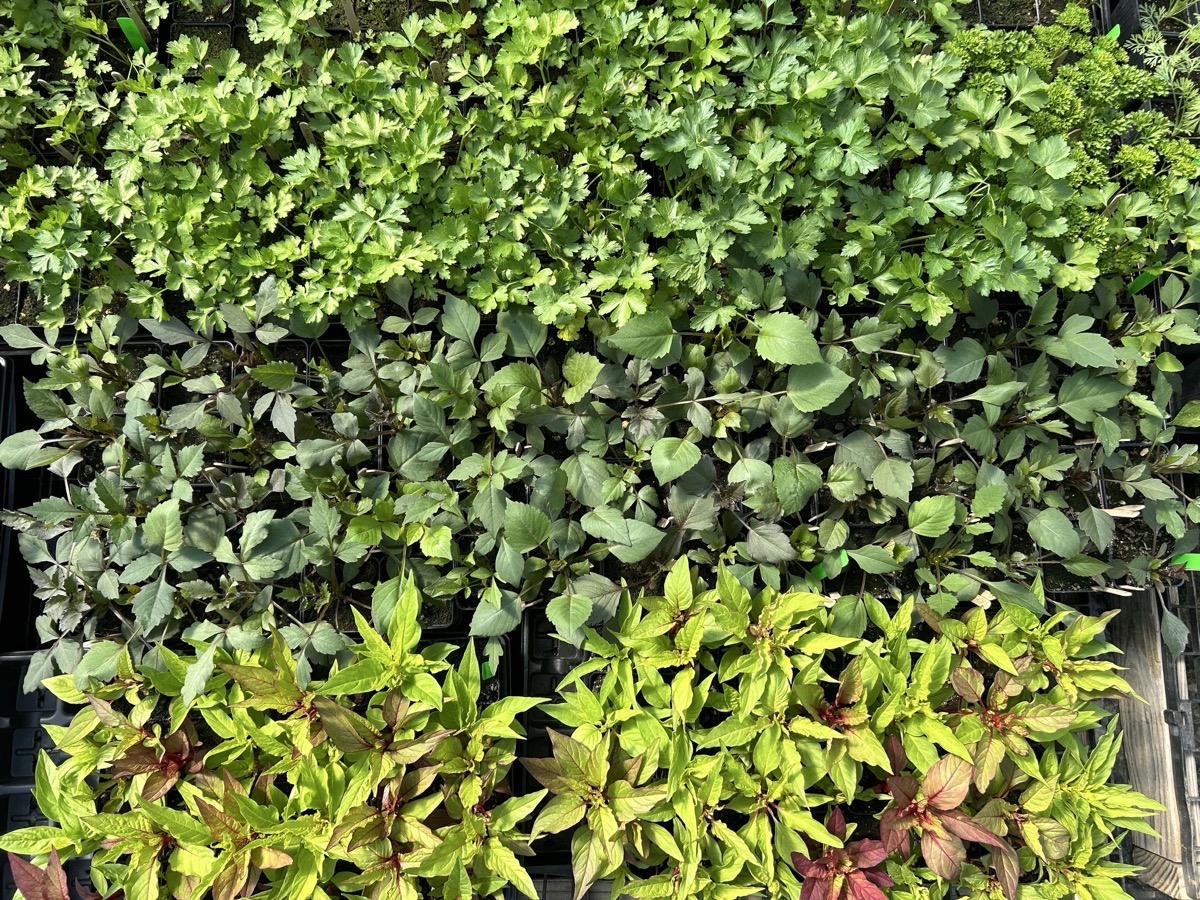 A grid of various types of green plants, arranged in neat rows, fills the frame. The top section features clusters of bright green herbs, while the middle section displays a mix of darker green and muted foliage. The lower section showcases vibrant varieties with yellow and reddish leaves, creating a visual contrast against the other greens. Natural light enhances the rich textures and colors of the plants, providing a fresh and lively atmosphere.
