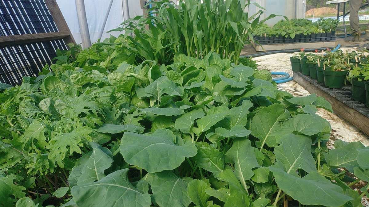 A vibrant array of leafy greens fills the foreground, featuring a variety of textures and shades of green. The plants are lush and thriving, with visible, intricately shaped leaves that indicate healthy growth. In the background, taller plants, likely corn, reach upwards, contrasting with the denser ground cover. The setting appears bright and well-lit, potentially benefiting from natural light filtering through a greenhouse structure, creating a fresh and nurturing atmosphere.