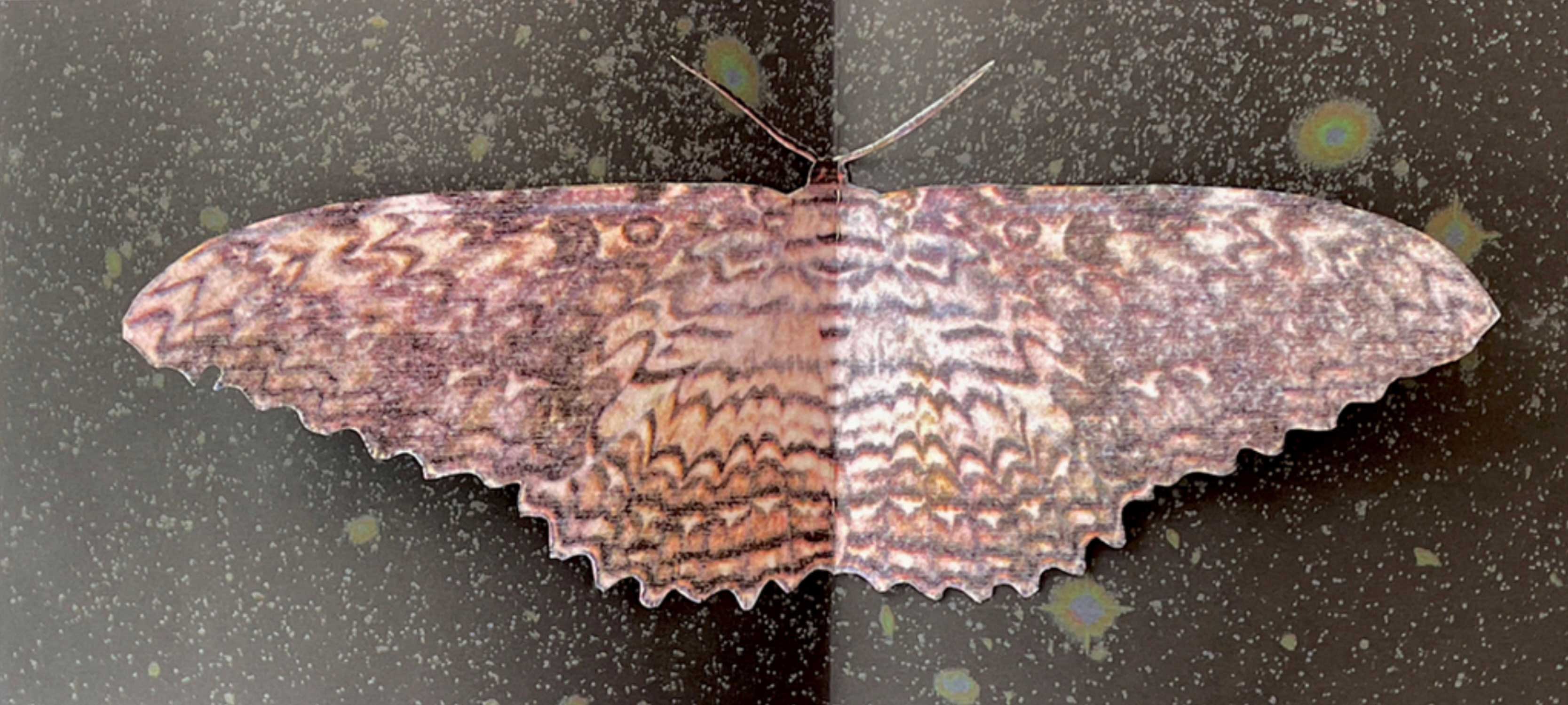A moth with wide, scalloped wings rests on a dark, speckled surface. The wings feature a complex pattern of brown, tan, and grey wavy lines and zigzags. The lighting is split down the center, with the left side darker than the right.