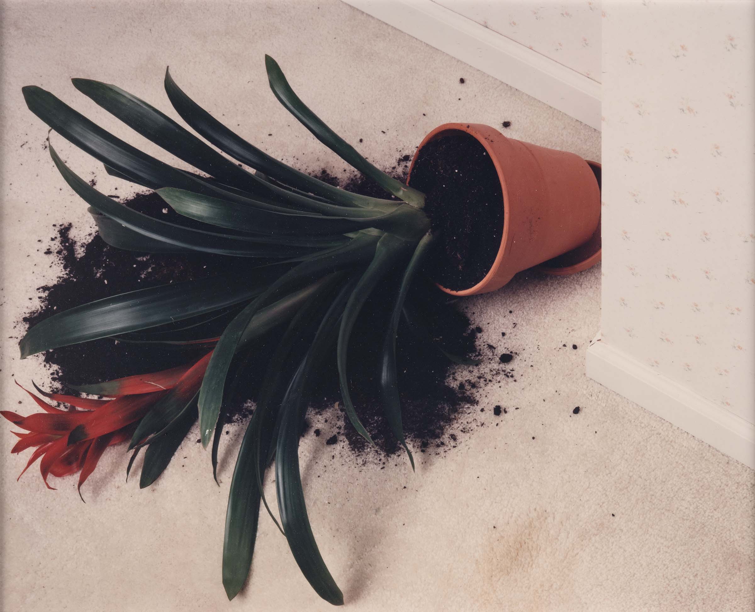 Ooops-1 by Roe Ethridge, Photograph of a toppled potted plant lying on a carpeted floor with spilled soil and a red flower extending from the fallen pot.